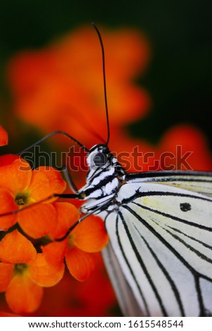 Little black and white butterfly Idea leuconoe macro photography