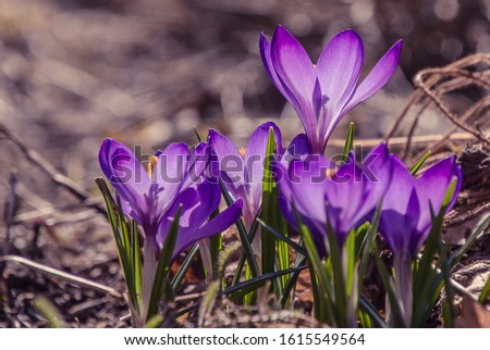 Spring bulb flowers in the garden. Close-up of a group of blooming  crocus flowers on a meadow: Pretty group of colorful crocus under the bright sun in spring time, Europe.