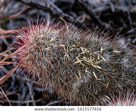 Seeds that fell on the thorns of a cactus.  This picture is to represent a parable taught in the bible. 