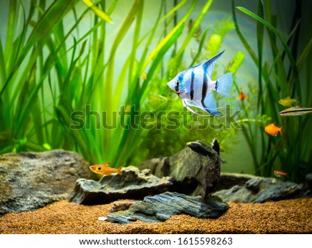 zebra Angelfish (Pterophyllum scalare) in a tropical aquarium