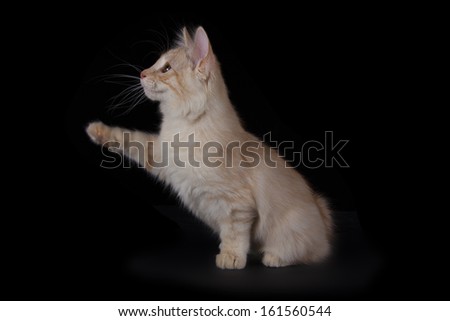 Kurilian Bobtail kitten isolated over black background
