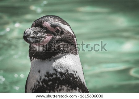 A funny looking penguin close up