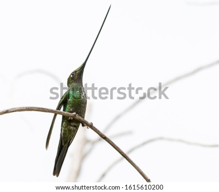Sword billed hummingbird perched on a twig with a white background