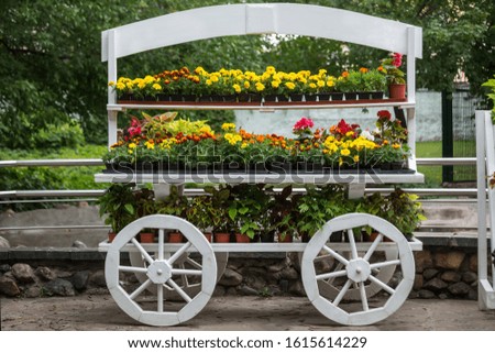 Selling flowers and seedlings in the park in summer