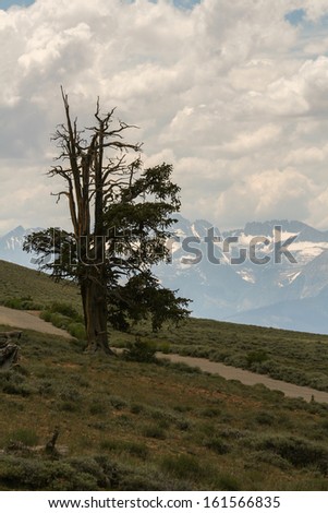 A bristlecone pine tree with snow-covered mountains in the background.  Ancient Bristlecone Pine Forest, CA, USA.