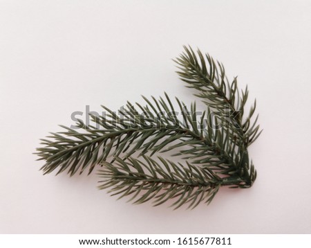 Beautiful neat twig of spruce on a white background. Close-up photo. Top view. Pattern with spruce branch. Fir-tree new year branch. Greeting card design celebration. Winter background.