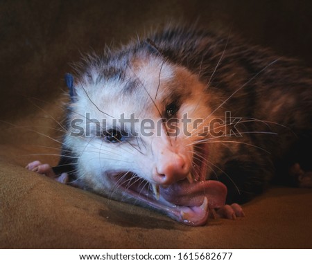 opossum with tongue sticking out
