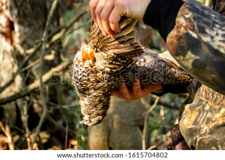 shot grouse in the hands of a hunter spreading grouse wings in the rays of the bright sun, selective focus
