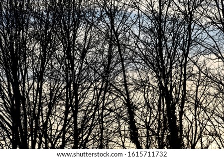 silhouette of a tree, photo as a background