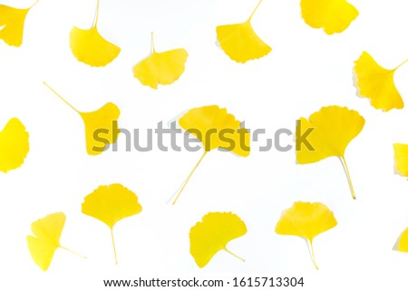 White board background with Ginkgo leaves 