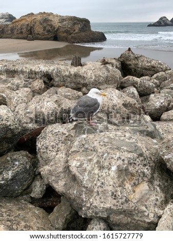 Picture of a seagull at Sutro Baths in San Francisco, California
