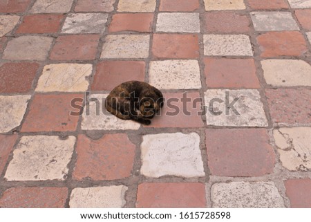 Sleeping cat on the sidewalk in the middle of the street