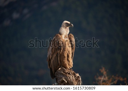 Few wild griffon vultures eating and posing for the camera. We made a photo hide sesion.