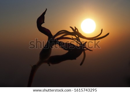 beautiful silhouette flower with sun sunrise sky on background