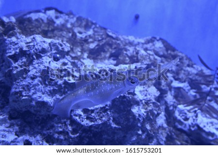 Squid swimming in the aquarium