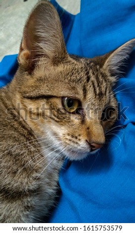 A sick cat face is lying down on a blue cloth.