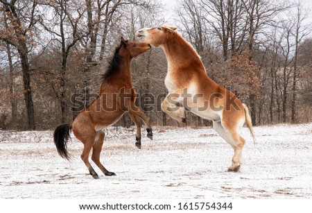 Two horses play fighting and rearing up; a red bay Arabian and a blond Belgian draft horse; on a cloudy winter day