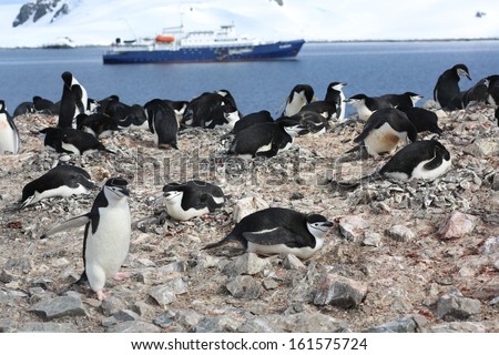 Chinstrap penguin (Pygoscelis antarctica) rookery in Antarctica, with a cruise ship in the background