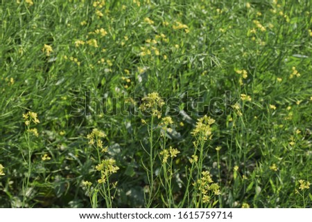 The mustard is a plant species in the genera Brassica. The group of plants of mustard are enhancing the beauty of nature photo shoot at U.P. north India.