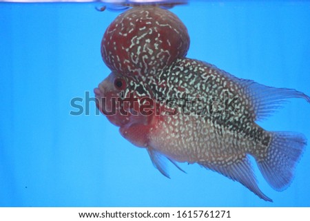 Cichlids are beautiful fish swimming in the aquarium.  Blue background.