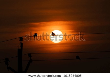 Birds sitting on a wire at sunrise
