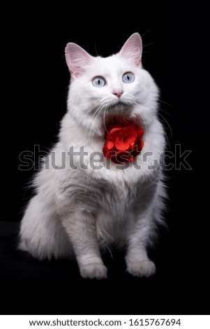 White kitten with red flower in black background