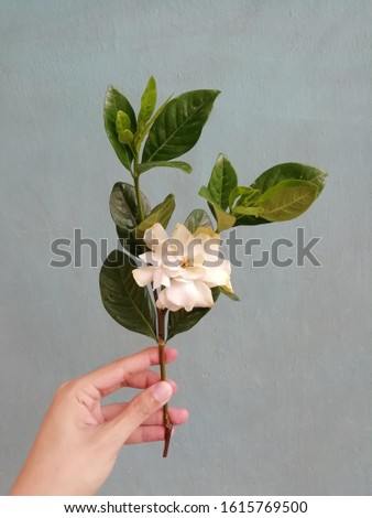 A hand holds gardenia flower on green background.