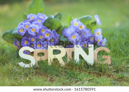 Spring time. Spring inscription  in green grass And blue primrose flowers with dew drops on a blurred plant background .Spring season. 