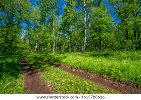 Photo spring, pine, birch, mixed forest, forest road after the rain, wildflowers