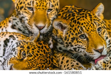 Two young Jaguars and their mother