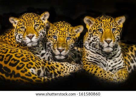 Two young Jaguars and their mother