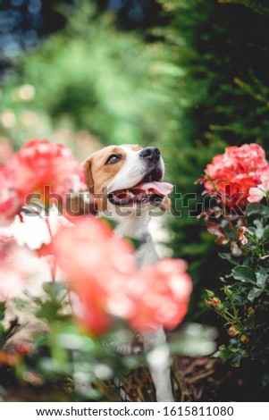 Portrait of an young Beagle sitting in the nature. Dog with green background and flowers. Happy small hunting dog outside