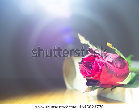 Beautiful red rose Put on a book that is tilted. And on the brown wooden table With bright light from the back or fair light A slightly dark image shot from the side, with copy space on the left