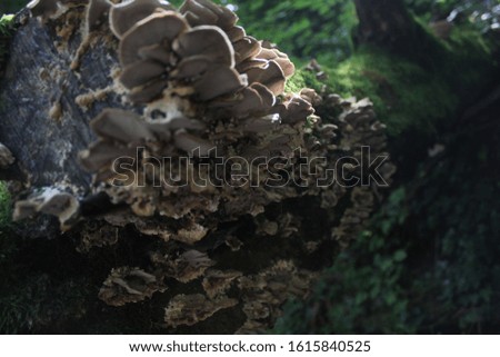 Wild nature scene with mushroom on the tree