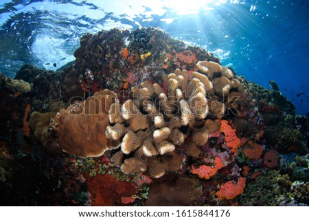Hard coral against the water surface and sun rays. Underwater Image taken scuba diving in Komodo National Park, Indonesia