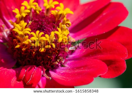 Zinnia is a genus of sunflower plants in the daisy family. They come from shrubs and dry pastures in an area that extends from the southwestern United States to South America.