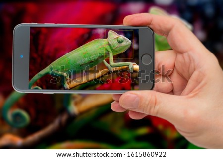 Green chameleon on branch. Photo smartphone. Smartphone in hand. Pet on monitor.