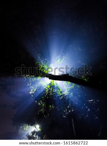 Lights coming through the leaves of the tree and creating an effect of mist.