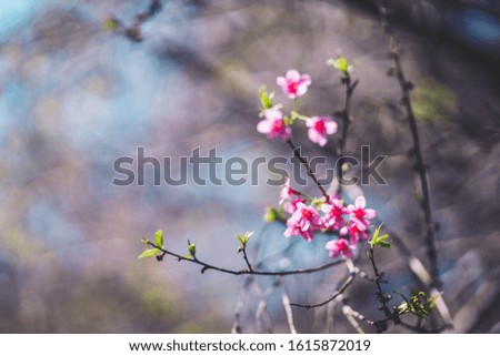 Beautiful spring nature,Bloom pink flowers and bright skies