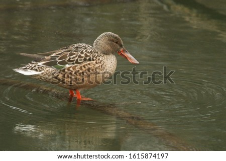 A pretty female Shoveler duck, Anas clypeata, standing on a branch submerged in a lake in the pouring rain.