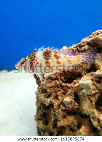 Cirrhitichthys oxycephalus also know as Spotted Hawkfish
or Coral  Hawkfish