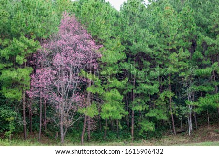 cherry tree blossoms in pine tree forest