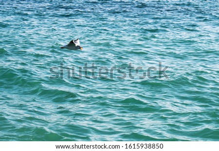 A lone seagull flies over the sea with a piece of bread in its mouth