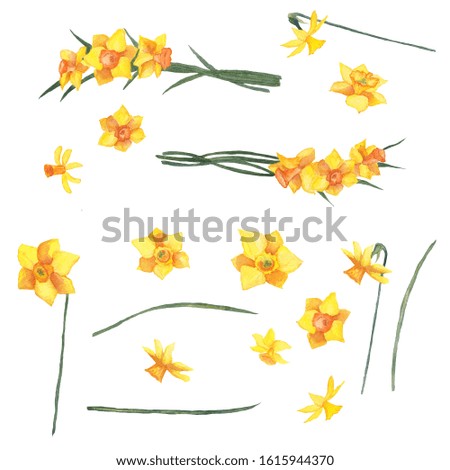 Watercolor daffodil flower elements set isolated on white. Hand drawn floral objects for spring season design. Flowers, leaves, branches, composition for decoration. Clip art.
