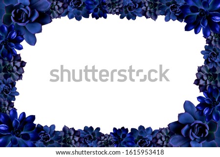 Succulents in classic blue, color 2020. Located on a white background. Rectangular frame of flowers. 2020 color,  palette with deep classic blue print pattern, web design. Pictures, Flat lay, to