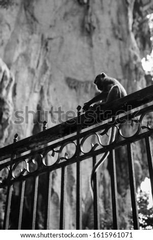 Silhouette of a monkey on iron gate at the temple entrance. Copy space. Black and White.