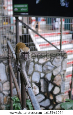 Monkey walking and looking on old Iron rail,on rocky background,copy space at Batu Caves, Kuala Lumpur, Malaysia.