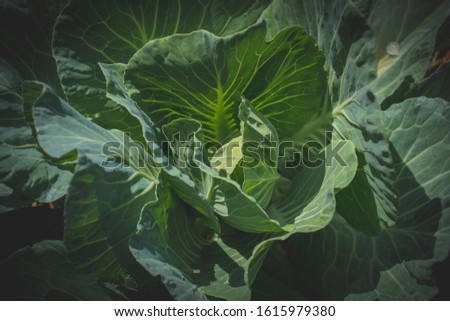 Beautiful pictures of green cabbage