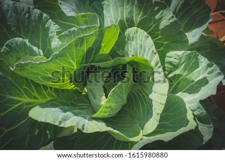 Beautiful pictures of green cabbage