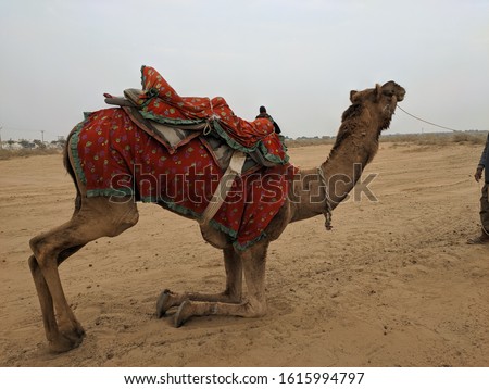 A Beautiful close-up view on camel desert